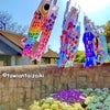 大阪観光こいのぼりが可愛い花咲く住吉公園　#ゴールデンウイークの過ごし方の画像
