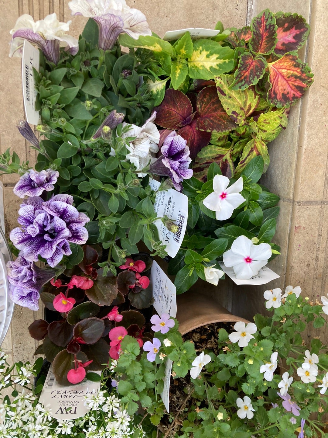 夏用花苗を少し購入と紫陽花いろいろ〜 | 小さな庭とちょっとの手作り
