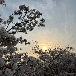 画像 空と桜に癒されて の記事より 4つ目