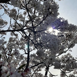 画像 空と桜に癒されて の記事より 5つ目