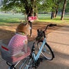自転車で公園まで〜こどもの日デコありがとう❤️の画像