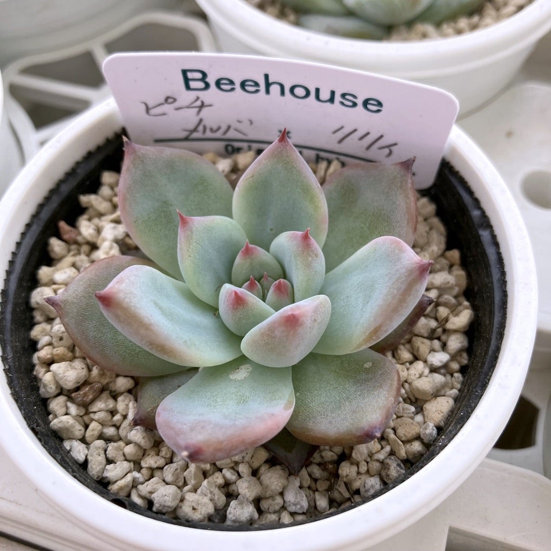 多肉植物 Beehouse ホリコロ - 植物/観葉植物 多肉植物 Beehouse ホリコロ - 植物/観葉植物