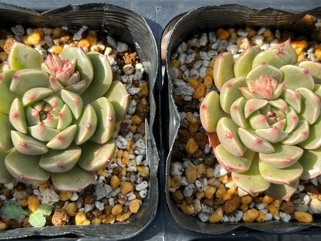 オリビア】エケベリア属 ○成長記録○多肉植物 | みどりあお オリビア】エケベリア属 ○成長記録○多肉植物 | みどりあお