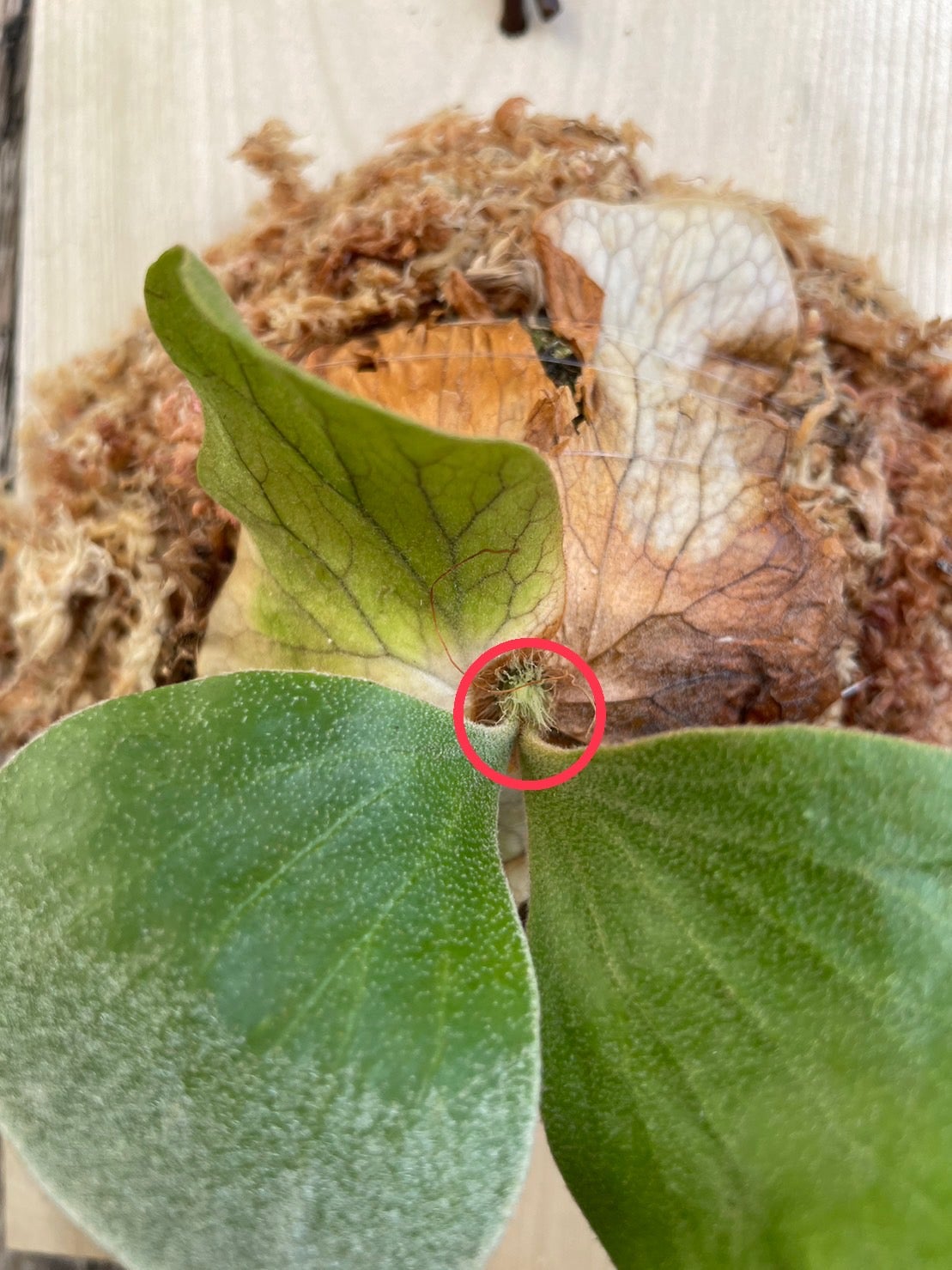 初級編 ビカクシダ 子株の板付け方法 | calmplantsのビカクシダ 初級編 ビカクシダ 子株の板付け方法 | calmplantsのビカクシダ