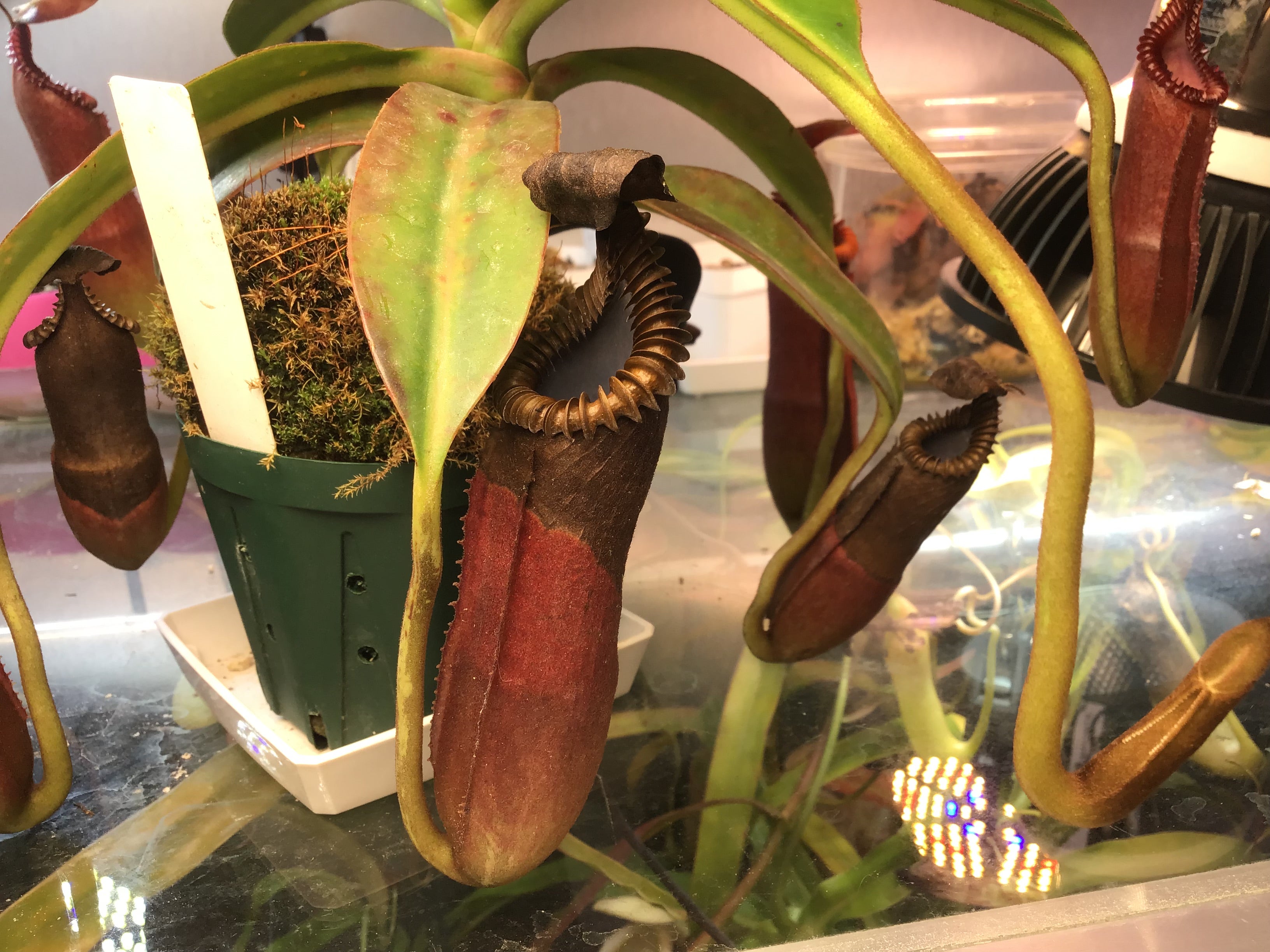牙モン】ネペンテス エドワードシアナ〜2023春 | 食虫植物に魅了された 
