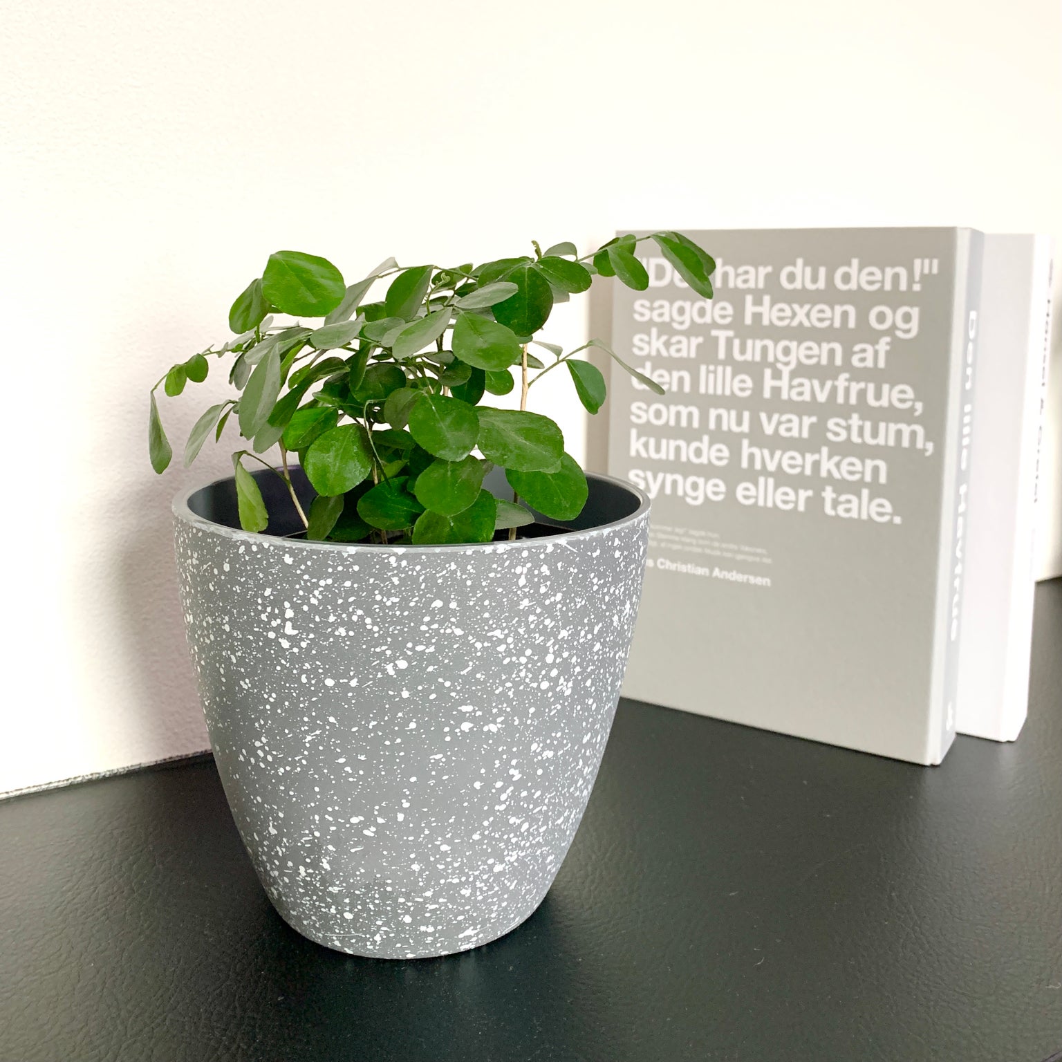 植木鉢 ダイソー】新商品♡高見えな観葉植物と植木鉢♡ | ぐうたら主婦みちゅ
