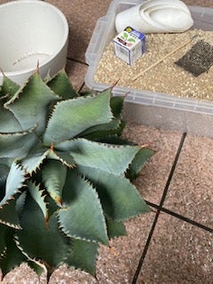 アガベのベアルート株の発根作業 その1 | calmplantsの アガベのベアルート株の発根作業 その1 | calmplantsの