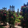 浜寺公園バラ庭園の画像
