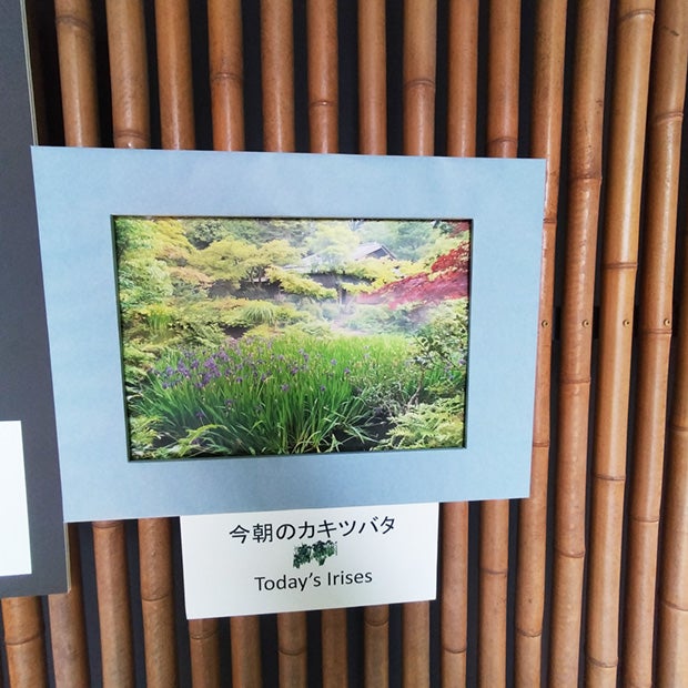 根津美術館で燕子花図屏風の季節が来ました。　　（東京・港区南青山）