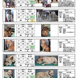 茨城センター　犬の譲渡情報（2023年5月） ※2023/5/11更新の画像