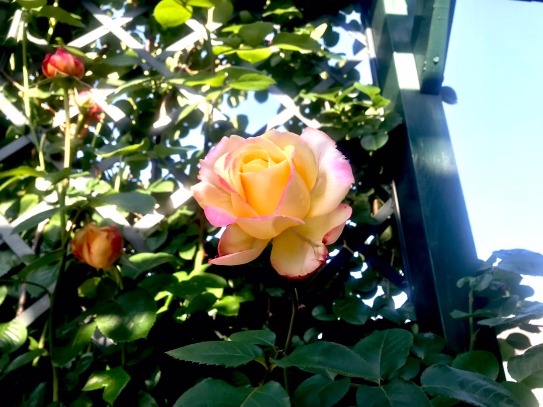 薔薇の品種名(2)~遠藤さんのお庭より