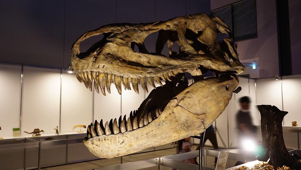 ハロウィンコスプレ　大人用　ティラノサウルス　化石　着ぐるみ　化石