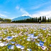 山中湖花の都公園のお花たちの画像