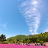 富士芝桜まつり 本編の画像