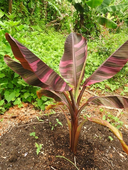 Musa Nono pink variegated 5/20 | ナツの迷宮バナナ庭園Ⅱ
