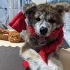 秋田犬ふじ♥ジワジワ育つだワン♪の画像