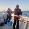 イカメタル マルキュー実釣会の画像