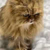 【猫の病気】通院続きのダヤン＆ラキサトーン欠品の画像