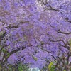 世界三大花木のジャカランダの画像