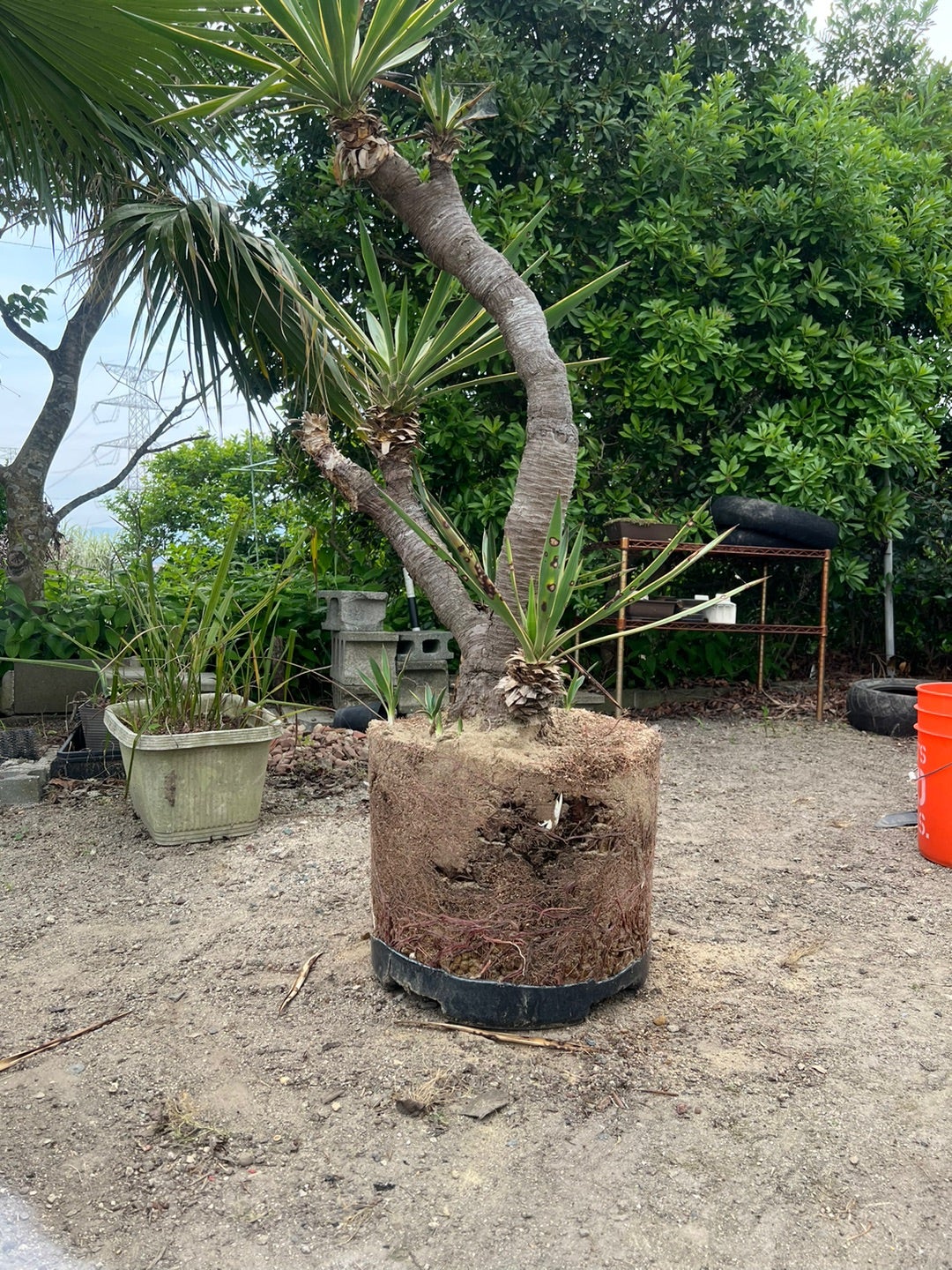 ユッカ グロリオサの植替え(鉢増し)✨ | 気ままなガレージライフ ユッカ グロリオサの植替え(鉢増し)✨ | 気ままなガレージライフ