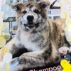 秋田犬ふじ♥シャンプーデビューだワン♪の画像