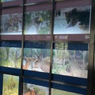 円山動物園に行きました(^^♪の記事より
