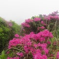 霧島、高千穂峰に魅せられて