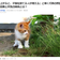 【Yahoo!ニュース】「雨が上がると、子猫を捨てる人が増える」と嘆く行政の獣医師。