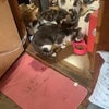 4月沼田市多頭飼育崩壊報告の画像