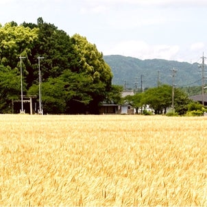 黄金色の麦畑の画像