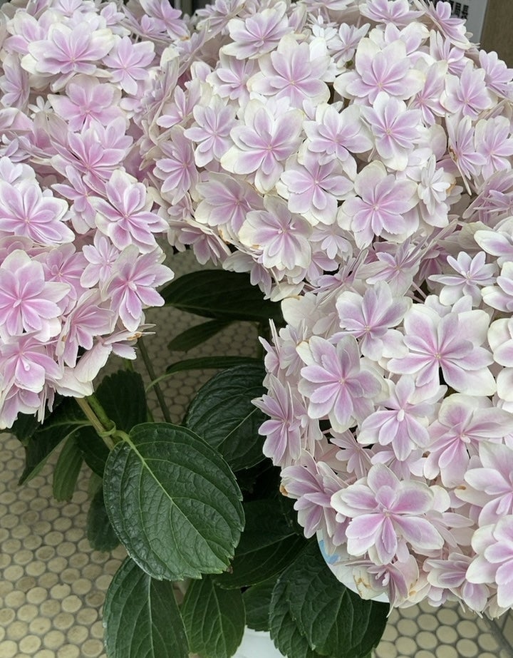 6月1日の誕生花・紫陽花(アジサイ) | 感謝!感動!花道【FLOWERING