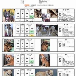 茨城センター　犬の譲渡情報（2023年5月） ※2023/5/30更新の画像