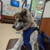 秋田犬ふじ♥３回目のワクチンだウォン！の画像