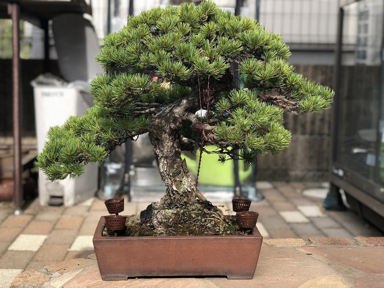 開眼か!その3(五葉松No.1) | Vintage Bonsai 〜盆栽&北欧 開眼か!その3(五葉松No.1) | Vintage Bonsai 〜盆栽&北欧