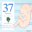 妊娠37週の日々...正期産突入！NSTデビュー&トラウマの鉄剤