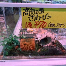 画像 本当に食べるのかな！？ の記事より 3つ目