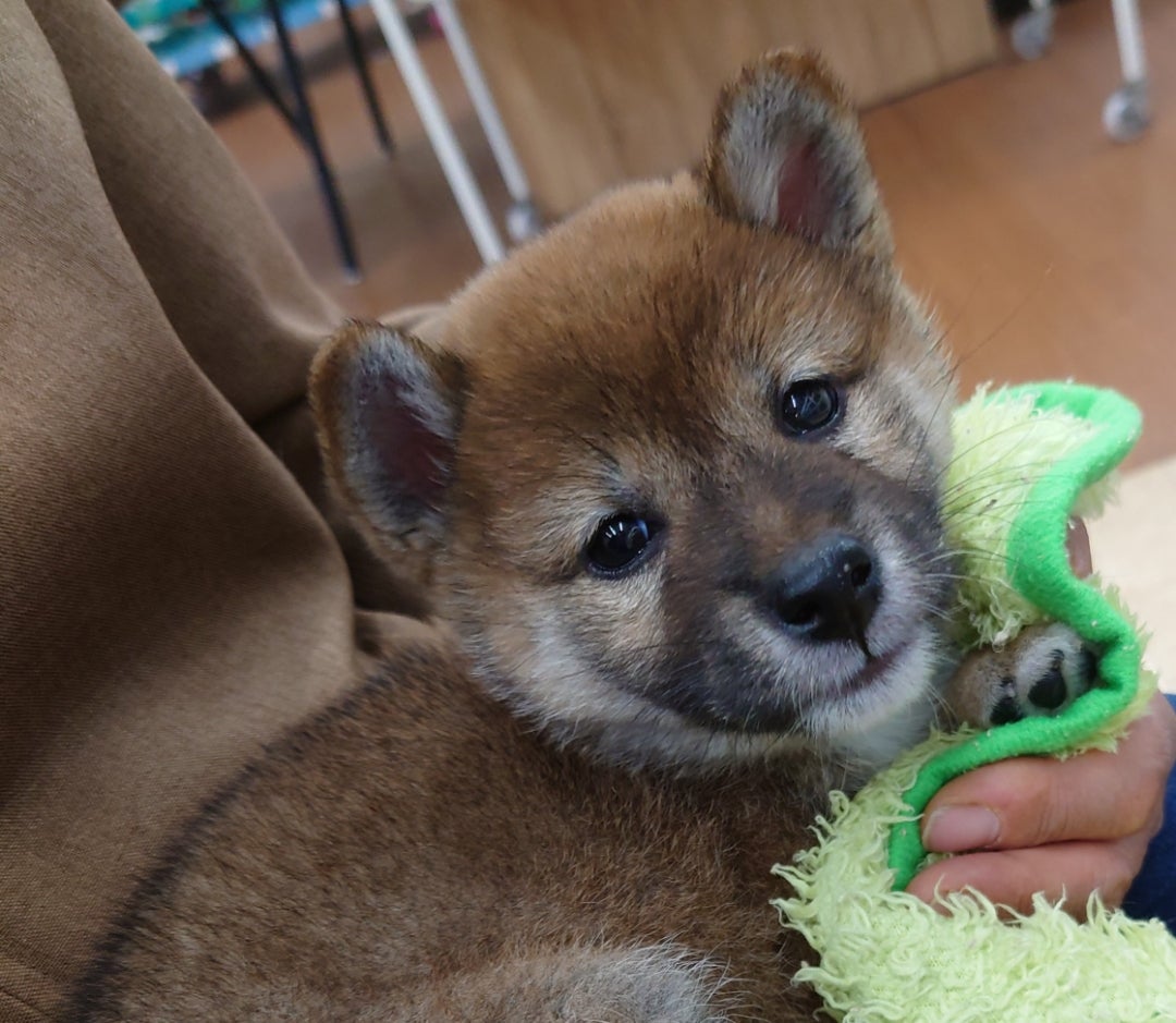 豆柴子犬のお迎え準備。 | もんの家づくりと豆柴子犬の成長記録〜平屋