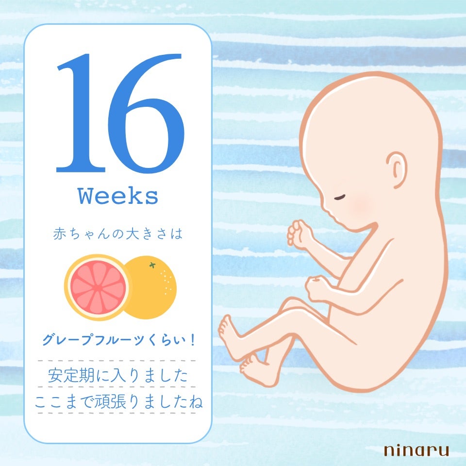 16 週 大き さ