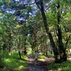 氏神さまの森とダイエットのためのお散歩♡の画像