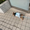 もんもんだよりの画像