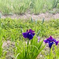 花菖蒲や紫陽花はまだかなぁ〜飯森山