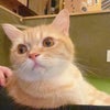 #休日のおでかけブログ　猫カフェの画像