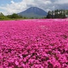 北海道倶知安町 三島さん家の芝桜の丘♪の画像