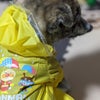 秋田犬ふじ♥カッパだワン♪の画像