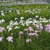 曽根城公園-花菖蒲(2023年6月10日撮影)の画像