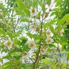 夏椿、シャラが咲きましたの画像