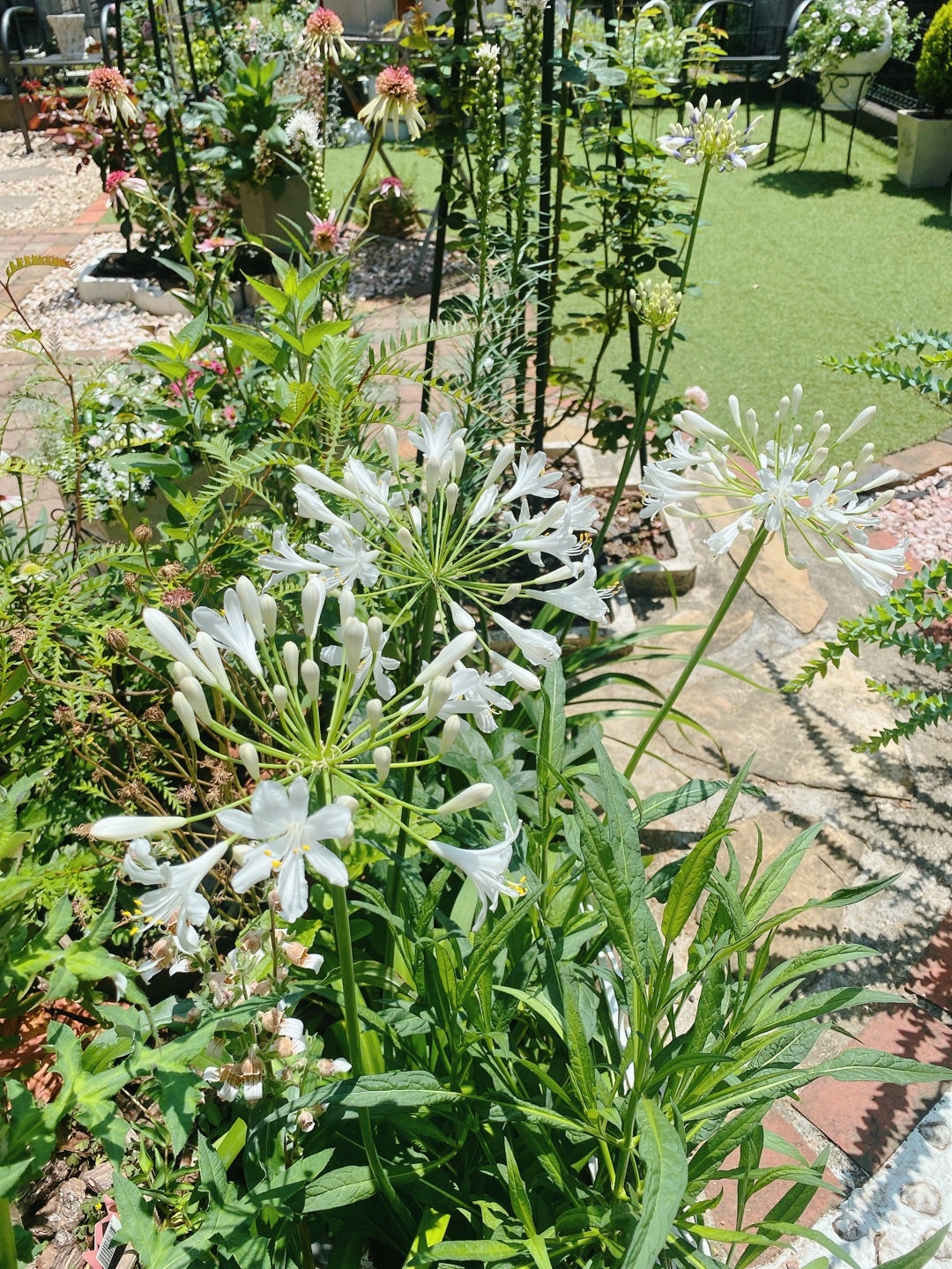 独特な草花の苗 アガパンサス：アフリカヌス 白（アルバ）3.5号ポット 花