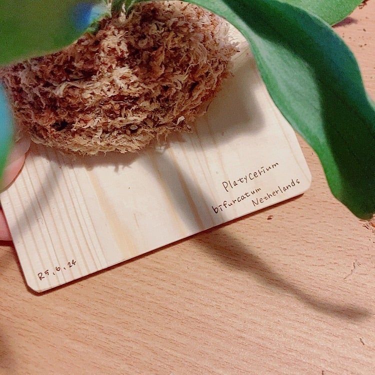 ビカクシダ強化月間!!】植物育成記録 ビカクシダ板付け編 ビカクシダ強化月間!!】植物育成記録 ビカクシダ板付け編