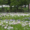 続-曽根城公園-花菖蒲(2023年6月10日撮影)の画像