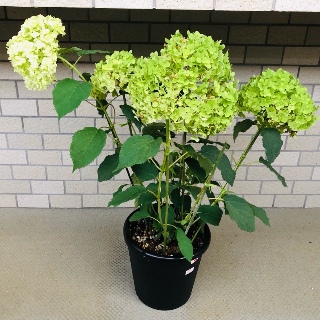 憧れの 半額で買えたアナベル | 満花今日 鉢花